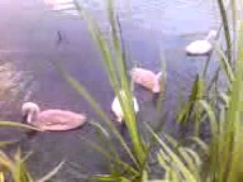 Schwanenfamilie im Park Schönbusch in Aschaffenburg