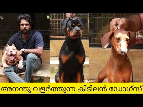 അനന്തുവിന്റെ വീട്ടിലെ അരുമകൾ|Rottweiler|Dachshund|American Bully