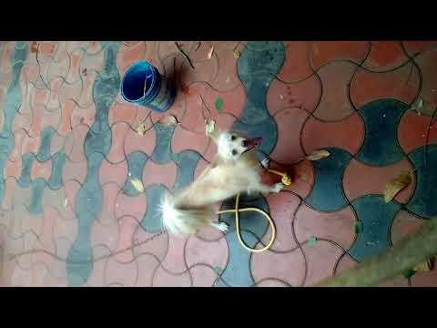 Jobin dog farme kerala