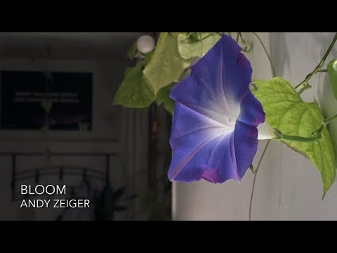 Bloom video thumbnail