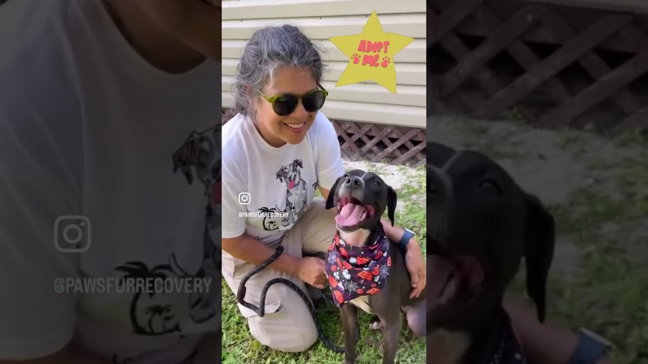 Enlarge SADIE, a Adoptable mixed breed in Indiantown, FL video 6/6