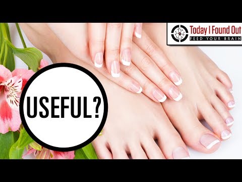 Why Do Nails on Your Fingers and Toes Grow at Different Rates?