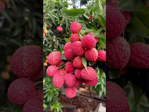 Fruits You Think are Indian But aren't Actually Indian! #shorts #plants #farming