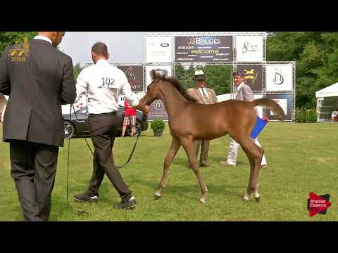N.102 NAZEEM KA - Bruges 2018 C European - Colts Foals (Class 16)