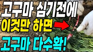 고구마 그냥심지말고 이것하고 심어야 고구마 주렁주렁 대박! 다수확 꿀팁