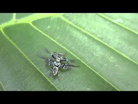 H2(top) vs H3(bottom) Rd1 - 140212