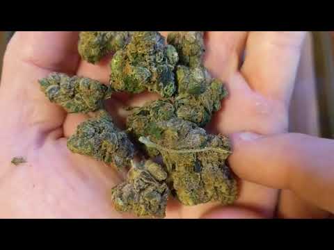 Pink Cookies 22 Trulieve Eustis