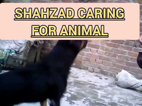 My dog very friendly \ my dog very \me dog very \Shahzad care\my dog is very friendly with everyone