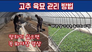 2023 고추 육묘 관리 미리보기 따라만 해도 육묘 반은 성공!!