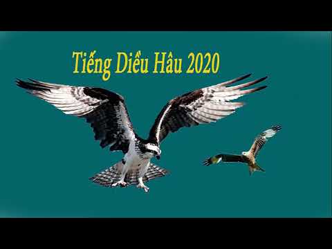 , title : 'tiếng diều hâu 2020|hawk-sound hawk 2020'