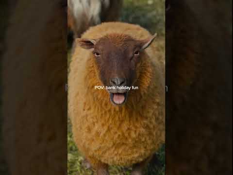 Who doesn't love a baa-nk holiday?