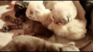 Himalayan Persian Cats Videos