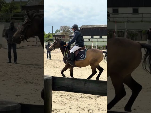Ruin Franse rijpony PFS Te koop 2013 Isabel ,  VIERSEN K