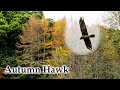 Autumn Color, Hawk, Ducks, Fantail #4k #birds #newzealandlandscape #naturesounds