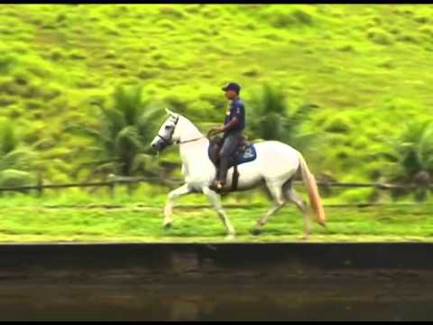 Quixote Luciana  Favacho Quociente x Roseira P R