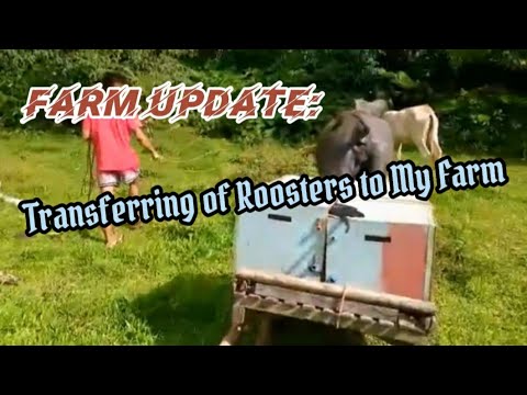 Transferring My Brother-in-Law's Roosters to my Farm