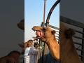 A Scene Of Camel Loading From Chain Kuppi Shorts Loading Camel Akfunn