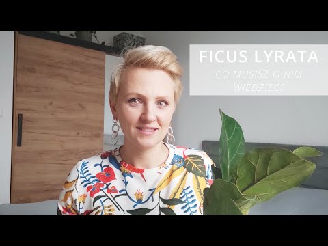 Ficus Lyrata - everything you need to know about it