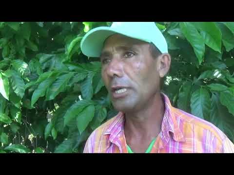 Avanza cosecha cafetalera 2025 - 2026 en Media Luna