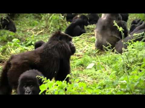 download lagu mp3 mp4 King Gorilla, download lagu King Gorilla gratis, unduh video klip King Gorilla