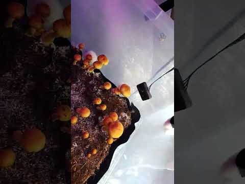 Mushroom 🍄 Mono tub 4th flush update on the Golden Halo's•Albino Penis Envy Revert's bottom #shortd