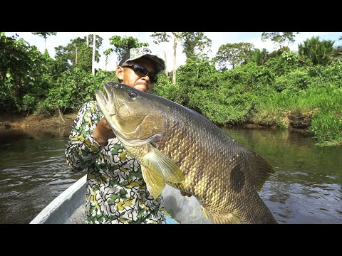 Going Beast Mode #5 : West Papuan Spot Tail Bass with Gong Lei