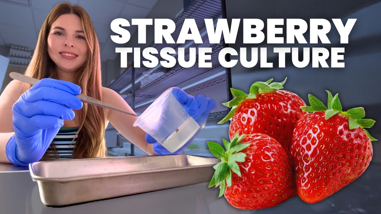I tried cloning strawberries in my lab 🍓
