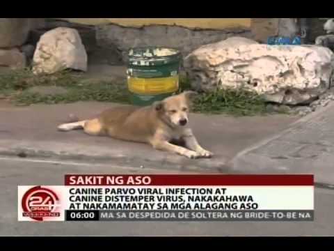 Goldline 15 bumili sa Rostov on Don Mawalan ng Timbang 10 kg bawat buwan nang walang tabletas