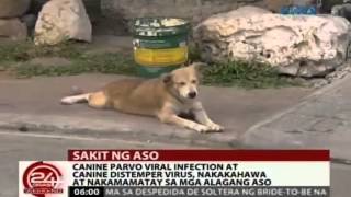 24 Oras: Canine parvo viral infection at canine distemper virus, nakamamatay sa mga alagang aso