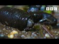 TERRIFYING toad massacre 🫣🐸 | Wild Isles  - BBC