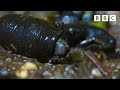 TERRIFYING Toad Massacre 🫣 Wild Isles BBC