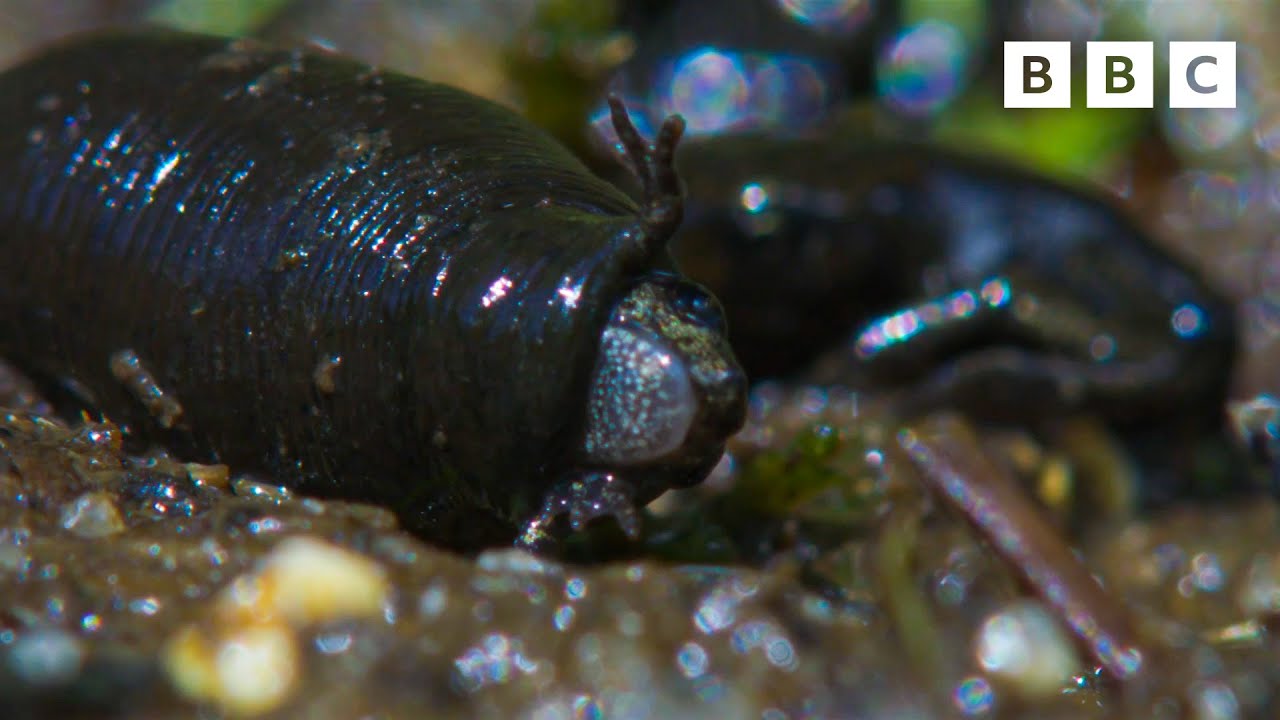 TERRIFYING toad massacre 🫣🐸 | Wild Isles - BBC - YouTube