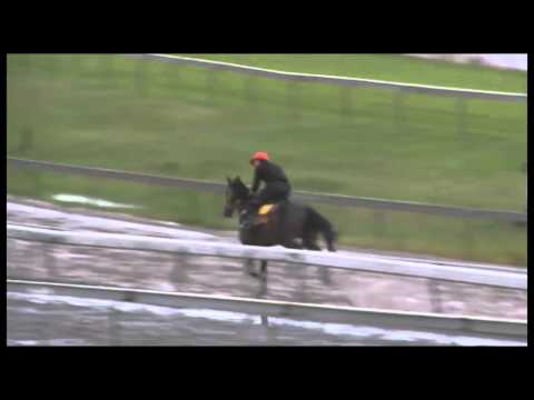 Magic Millions Race Day Preview - Track Report