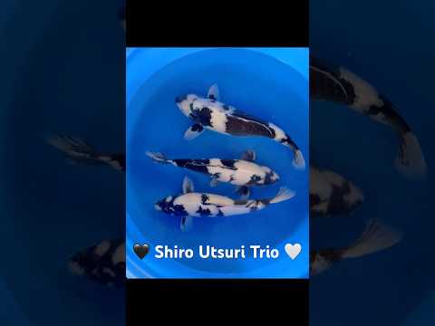 Video Vorschau Shiro Utsuri Trio Japanreise
