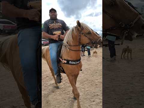 Animal top a venda na feira de cavalo 🐎 em Cachoeirinha PE