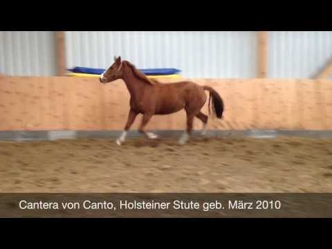 Cantera - Holsteiner Stute von Canto mit Bezirksprämie, *2013