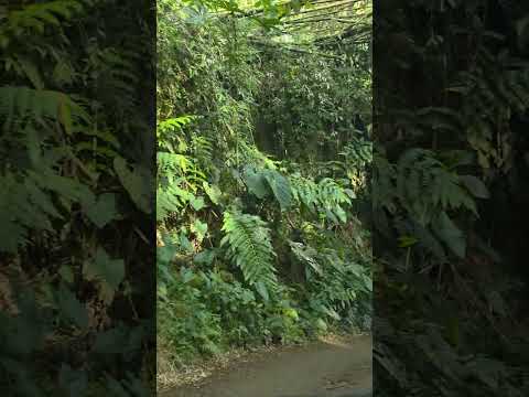 Vereda Filo bonito, Dosquebradas Risaralda #ejecafeterocolombia