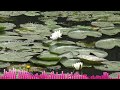 Addamanti Song From Krishnamma Kalipindi Iddarini Movie WhatsApp Status Video Love Fail Song