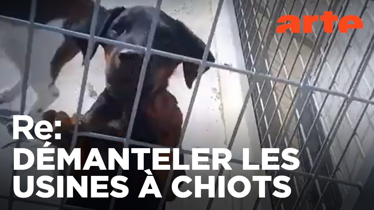 Sur la piste des trafiquants de chiots | Reportage | ARTE Regards