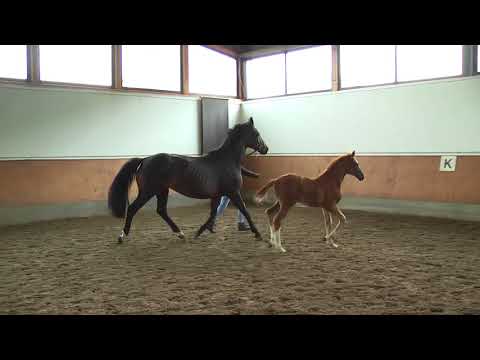 02 Hengstfohlen v. Benicio