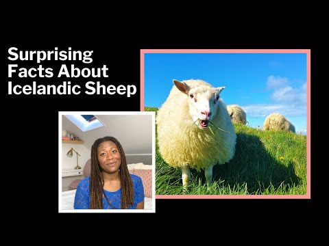 , title : '5 Surprising Facts About Icelandic Sheep - You won't believe #4!'