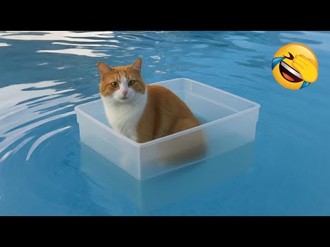 Try Not To Laugh 😂 The Funniest Animals 😹🐶 Part 7