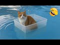 Try Not To Laugh The Funniest Animals Part 7