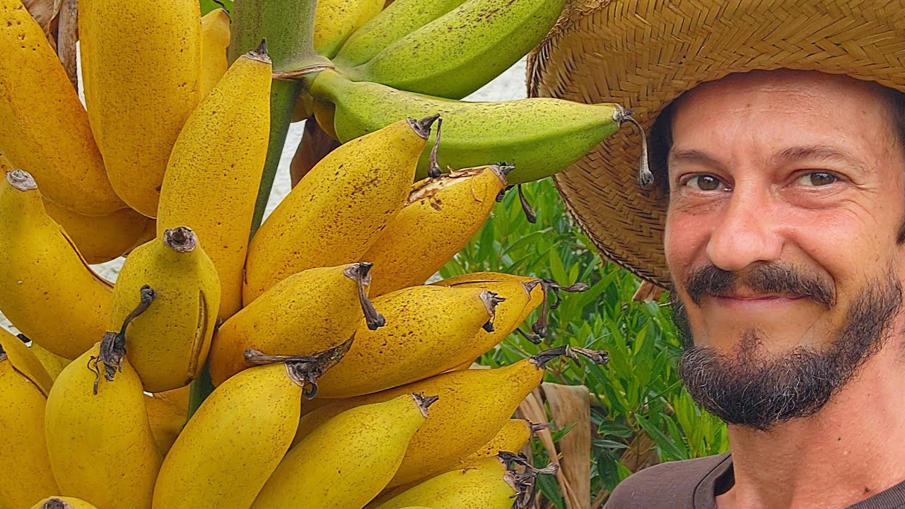 NÃO FAÇA UMA MUDA DE BANANA ANTES DE ASSISTIR ESSE VÍDEO.