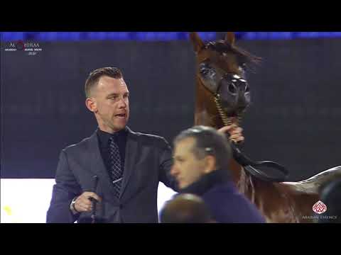 N 230 GHALY AL HAWAJER   Al Shiraa International Arabian Horse Show 2020