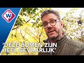 Ruim 500 bomen groeien te hard en worden ('s nachts) gekapt - OMROEP WEST