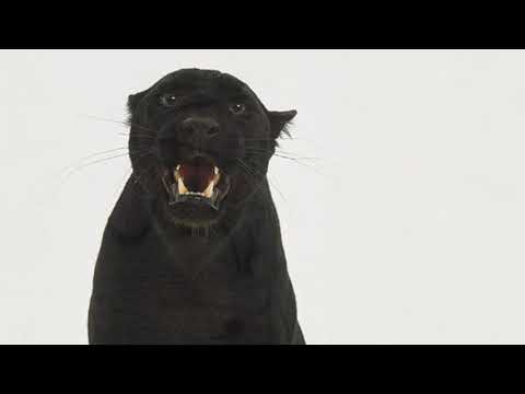 NEVER GIVE UP - TEMPIOZOOM