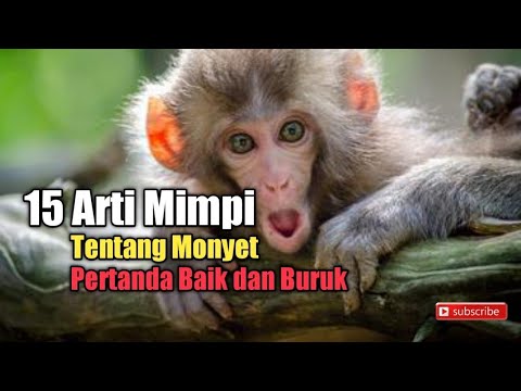 15 Meanings of Dreams Related to Monkeys, Good and Bad Signs