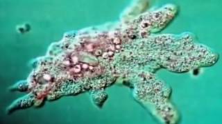 Parasite Devil that live in your body that control your feelings , emotions and your decisions!!!