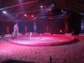 Mad Captains Crop Presents Gypsy En Vol Equestrian Show Guitar On Horse